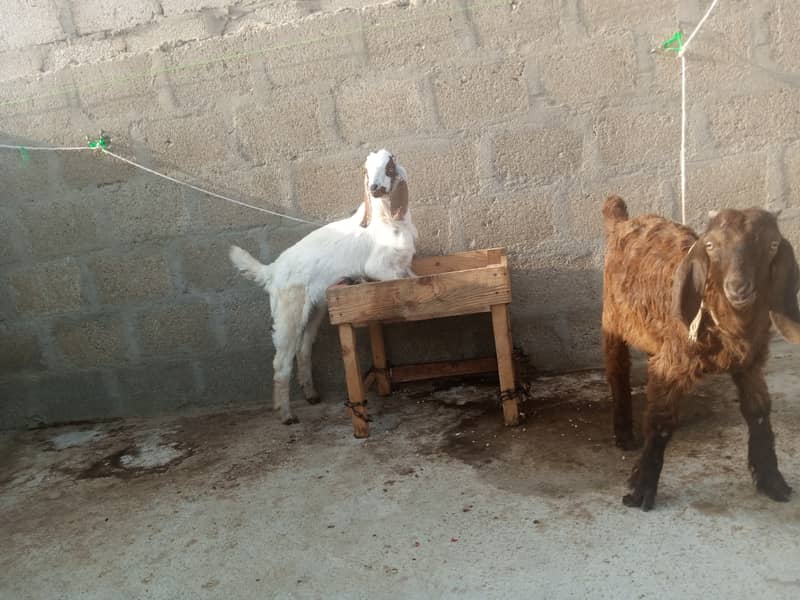 Gabban bakri 1 pat or 2 bakray 03306086688 18
