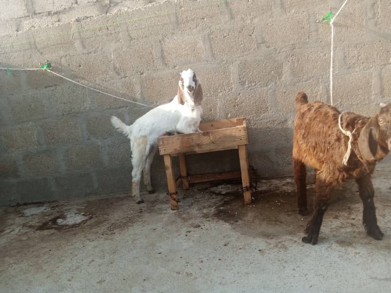 Gabban bakri 1 pat or 2 bakray 03306086688 19