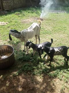 Bakri for sale h sath 3 month Ki path h