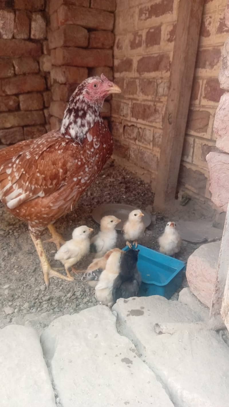 Aseel hen with 4 chicks 0