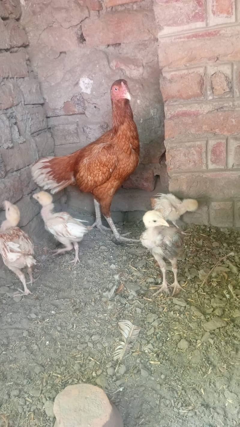 Aseel hen with 4 chicks 1