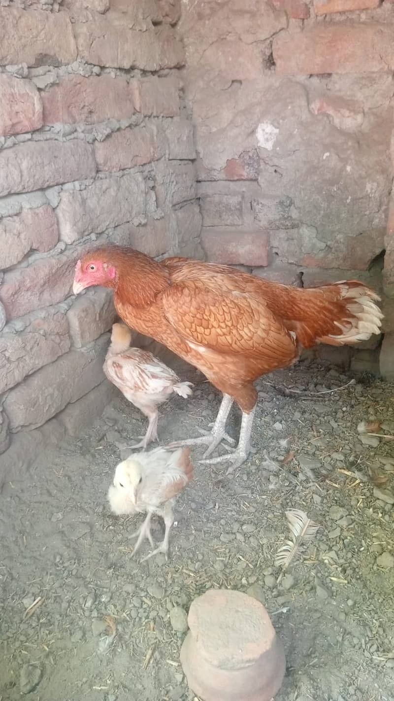 Aseel hen with 4 chicks 2