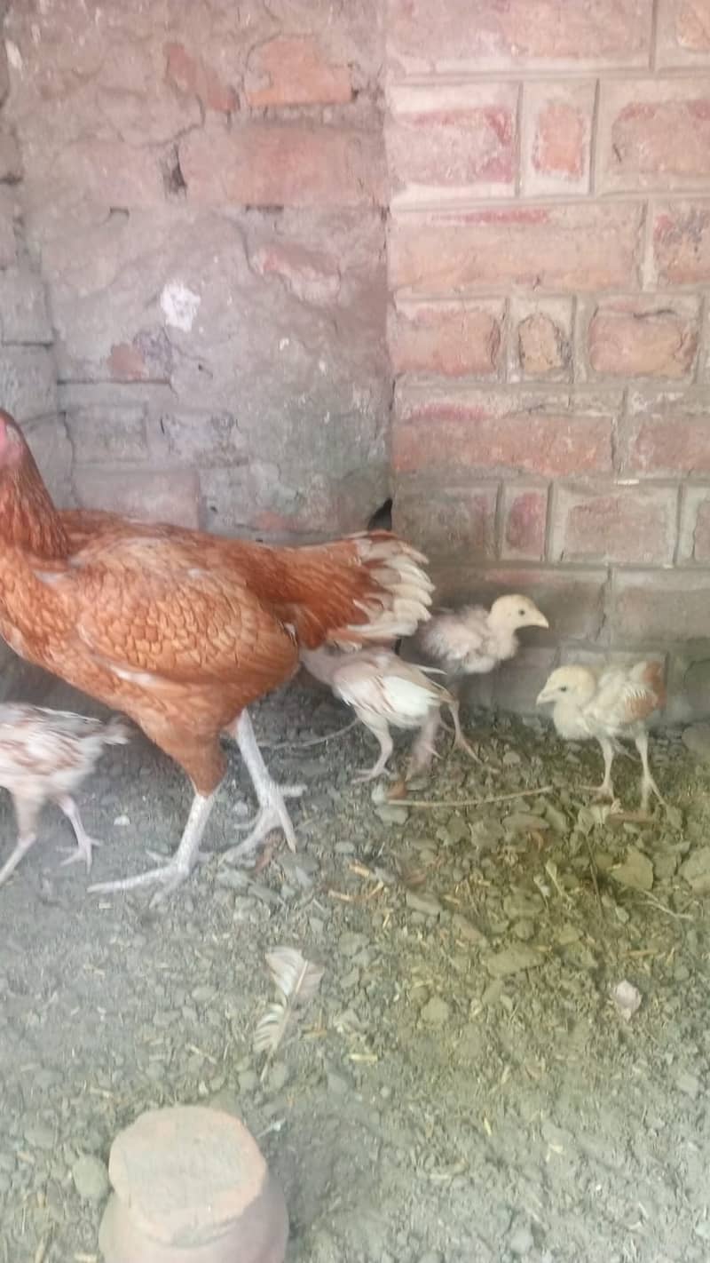 Aseel hen with 4 chicks 3