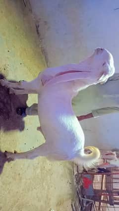 qurbani