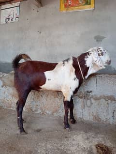 MASALLAH QURBANI 2025 SUPER QUALITY