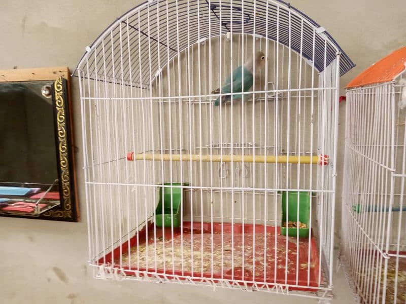 jhawa finch or love bird mel 3