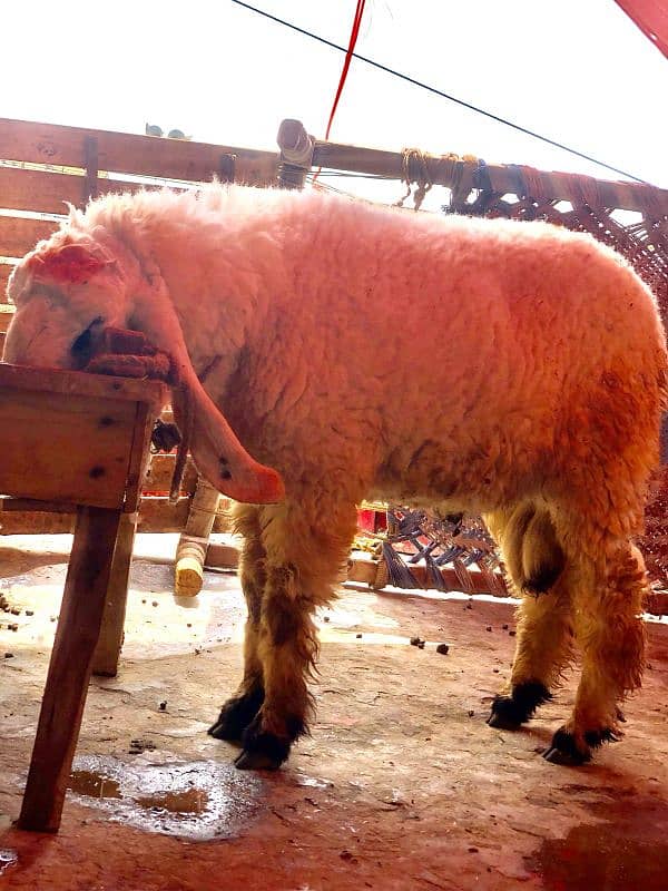 sheep 1