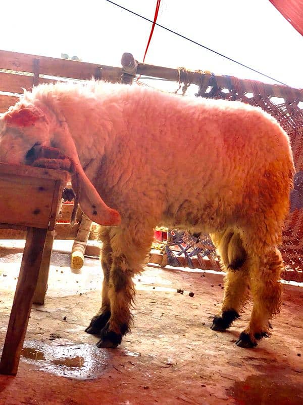 sheep 2