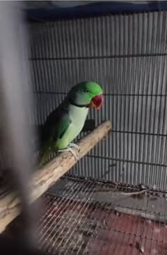 Raw Breeder Pair with Talking