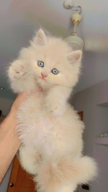 Pursian kitten 3