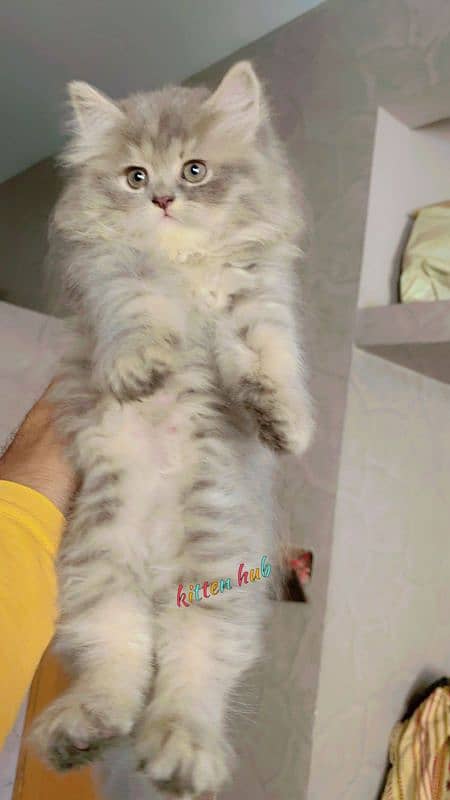 Pursian kitten 5