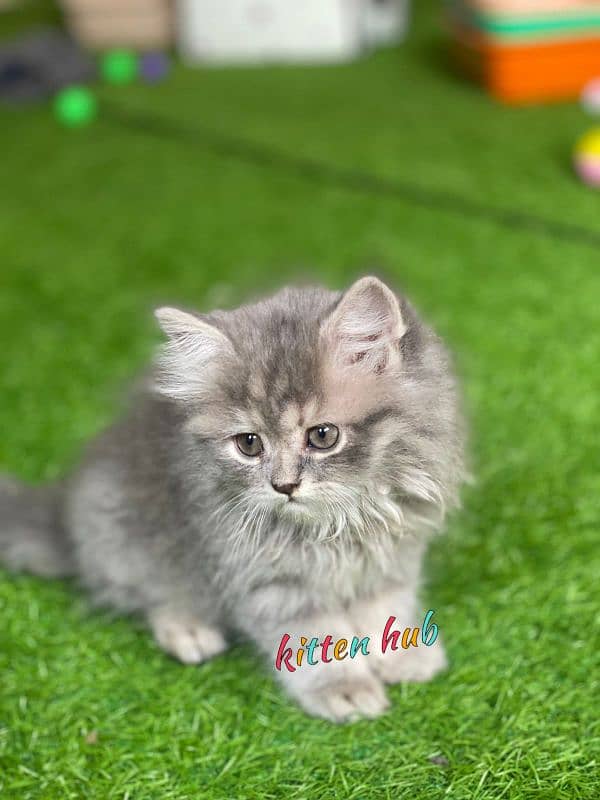 Pursian kitten 6