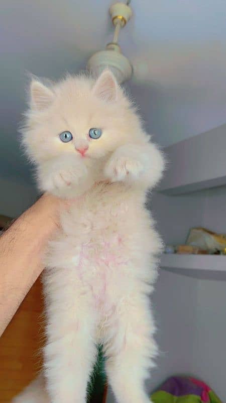 Pursian kitten 8