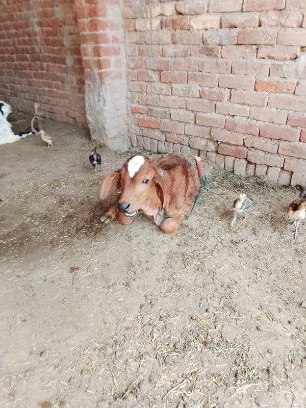 Sahiwal cross cow sath bacha h 03009474160 4