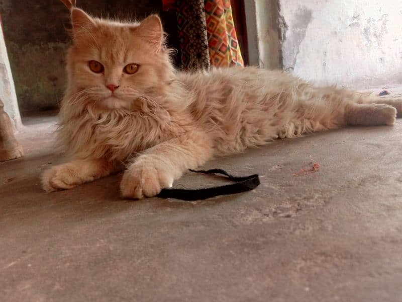 cat for sale 1