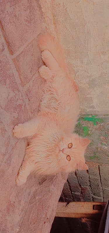 cat for sale 5