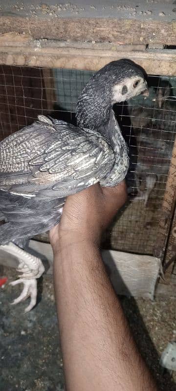 Pure Sindhi Aseel chicks available in best quality 0
