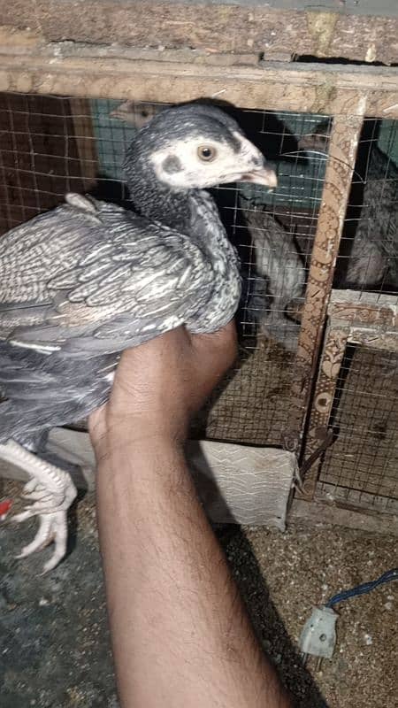 Pure Sindhi Aseel chicks available in best quality 1