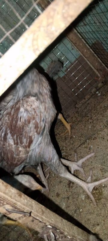 Pure Sindhi Aseel chicks available in best quality 2