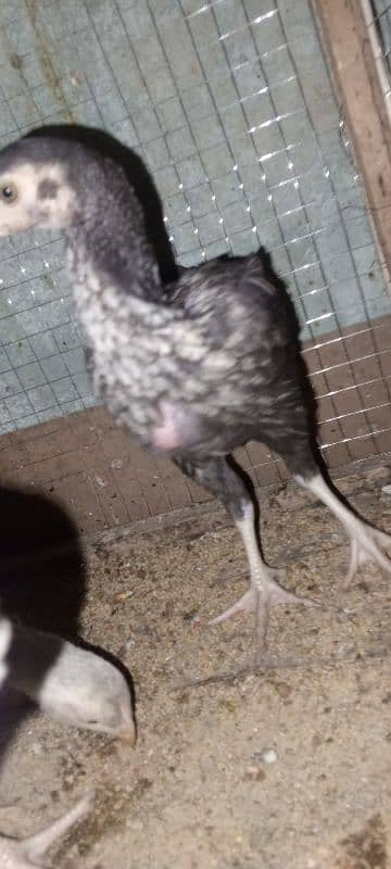 Pure Sindhi Aseel chicks available in best quality 3
