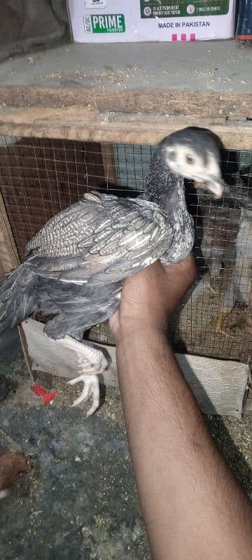 Pure Sindhi Aseel chicks available in best quality 4