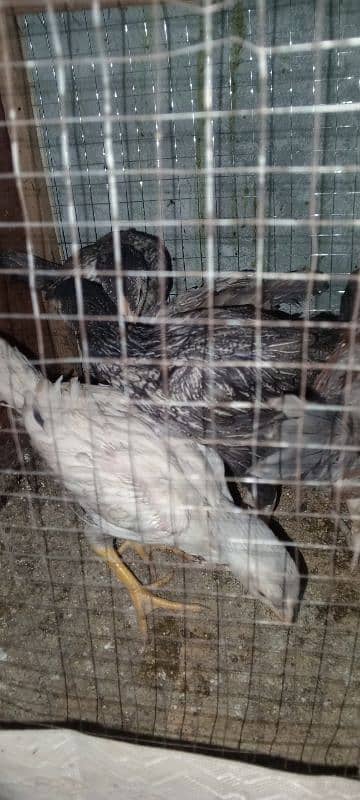 Pure Sindhi Aseel chicks available in best quality 5