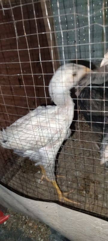 Pure Sindhi Aseel chicks available in best quality 6