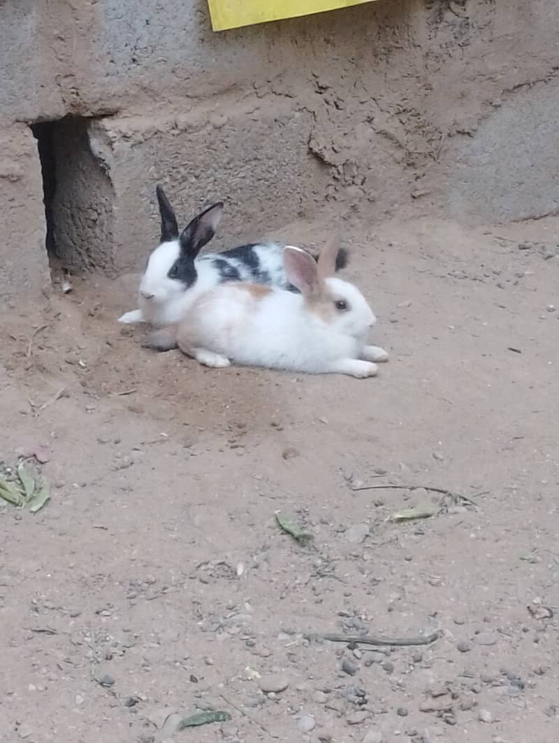 Rabbit  lover 0