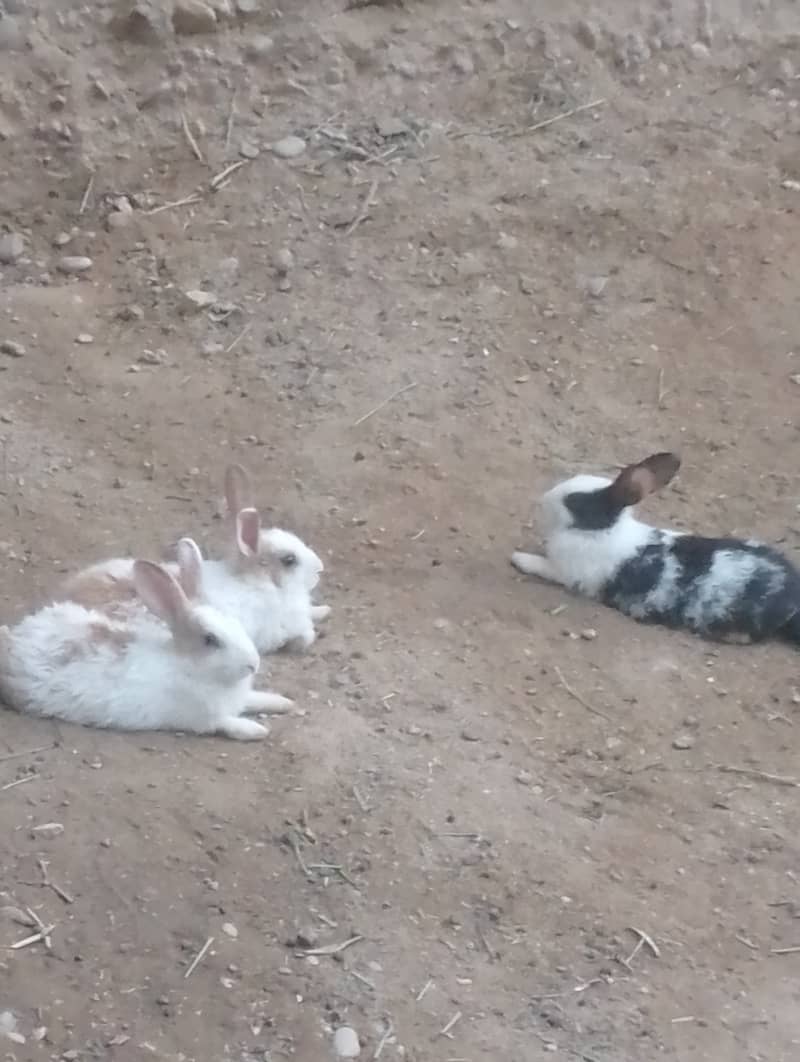 Rabbit  lover 3