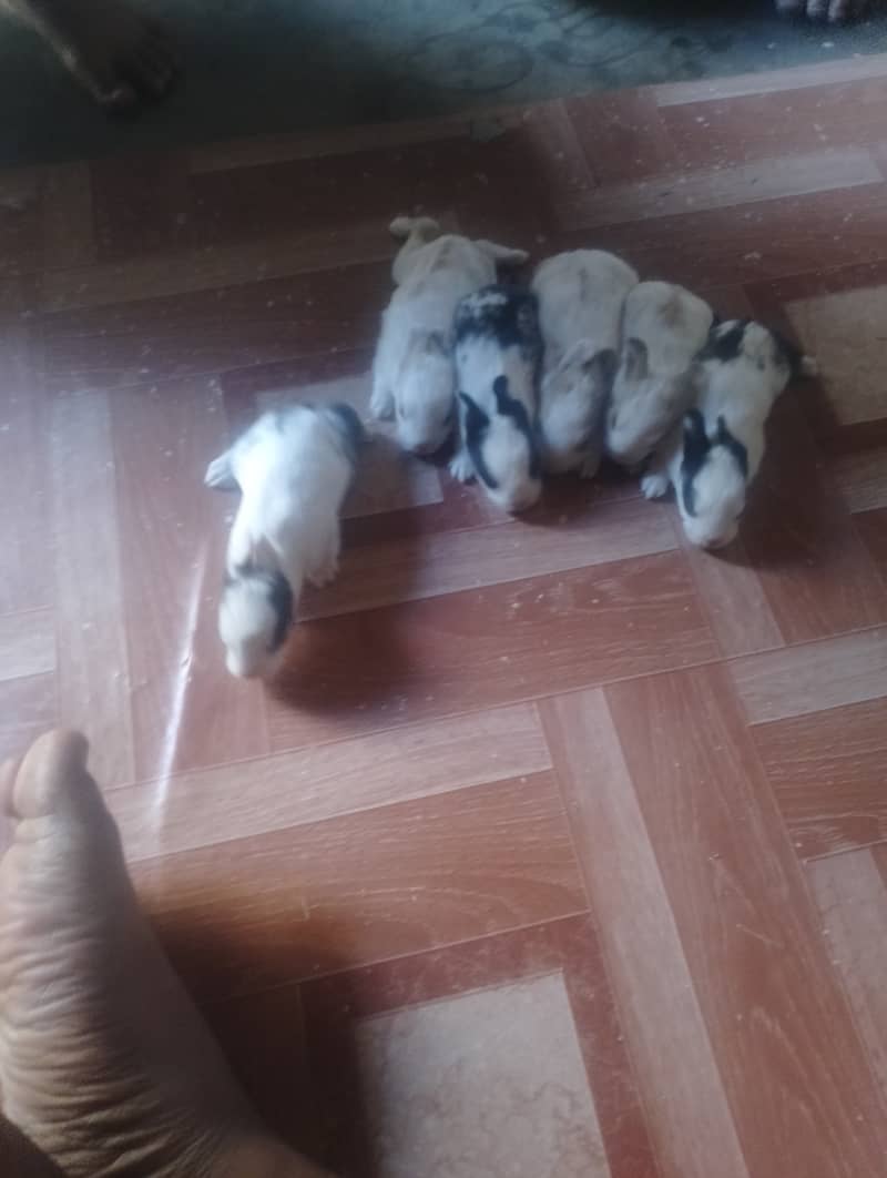 Rabbit  lover 5