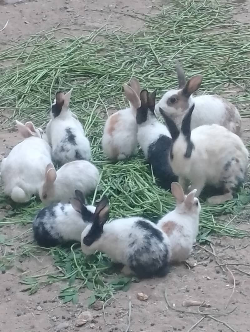 Rabbit  lover 7