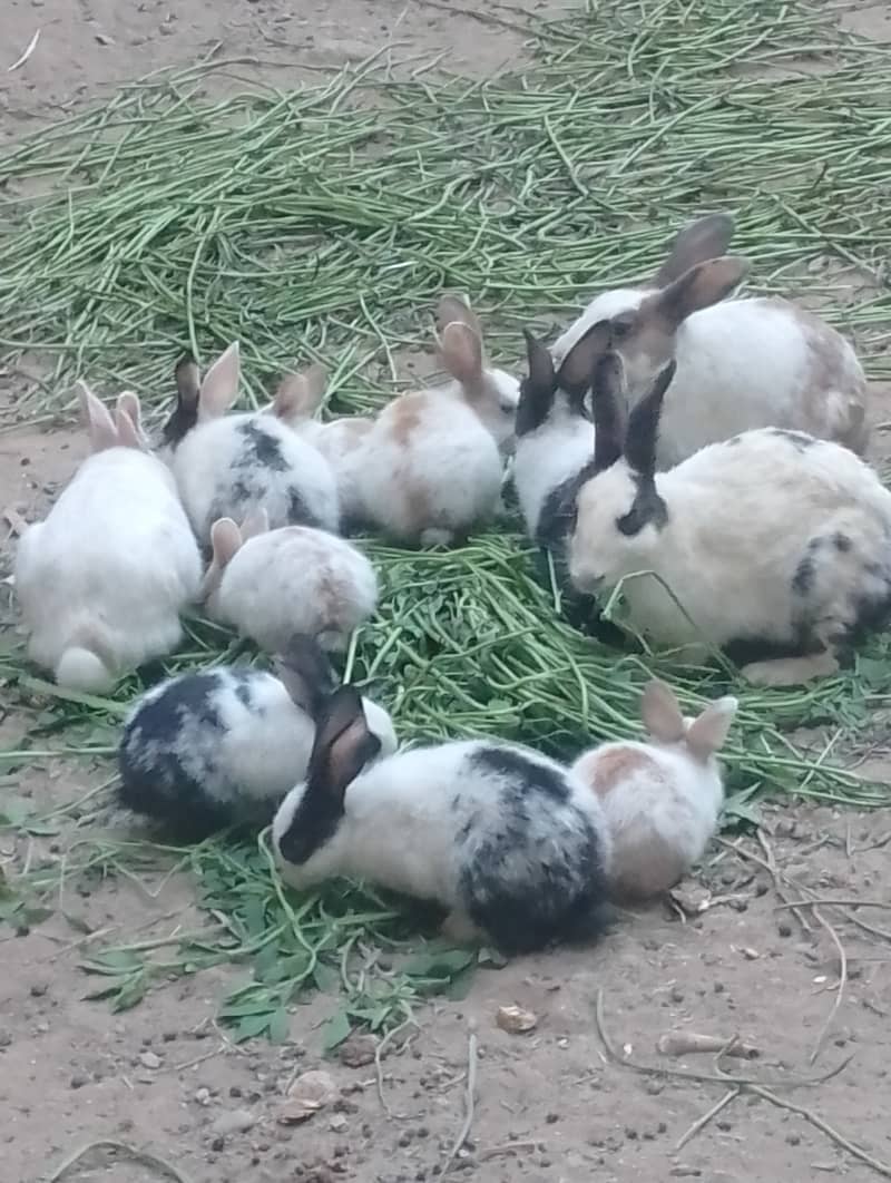 Rabbit  lover 8