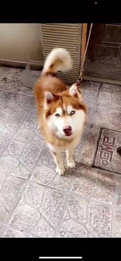 Siberian