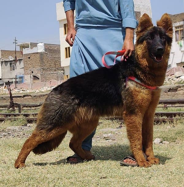 King Shepherd Female Puppy / Long Coat /  German Shepherd for sale 0