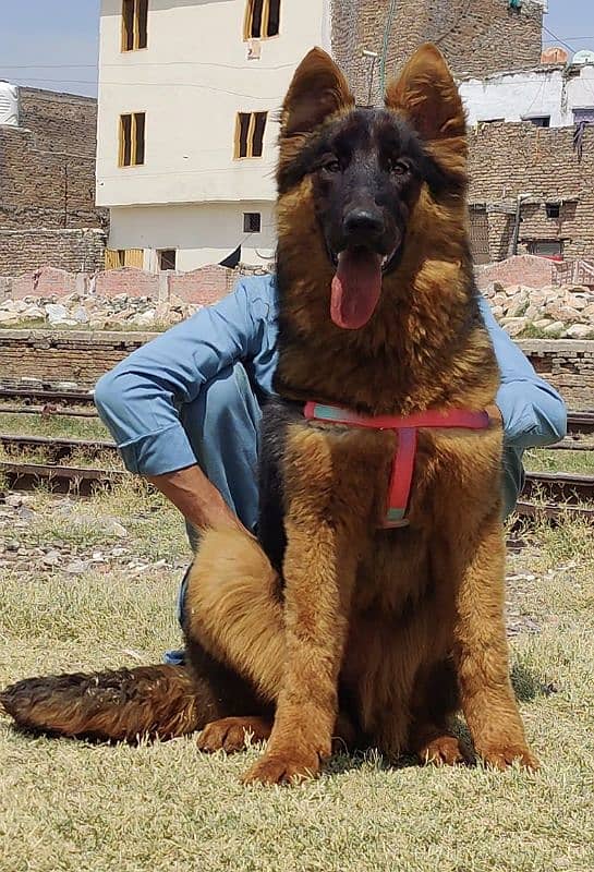 King Shepherd Female Puppy / Long Coat /  German Shepherd for sale 1