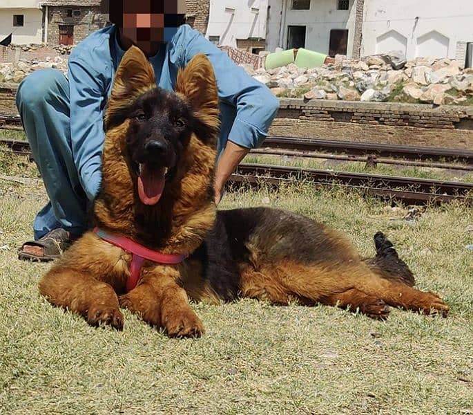 King Shepherd Female Puppy / Long Coat /  German Shepherd for sale 2