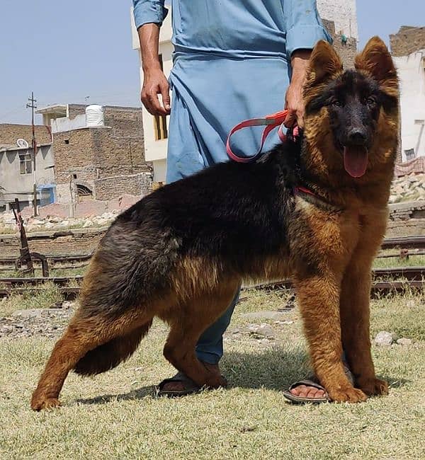 King Shepherd Female Puppy / Long Coat /  German Shepherd for sale 3