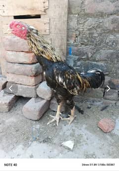 Full