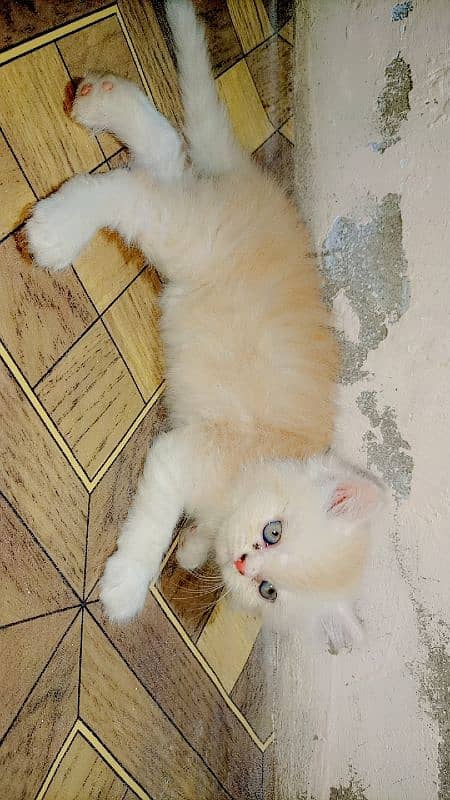punch face Persian triple cout kitten 0