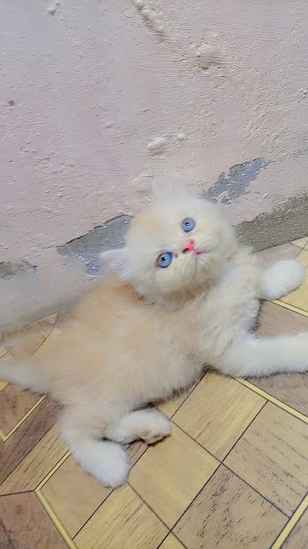 punch face Persian triple cout kitten 1