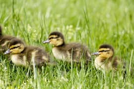 6 Days Old Ducklings Duck Chicks