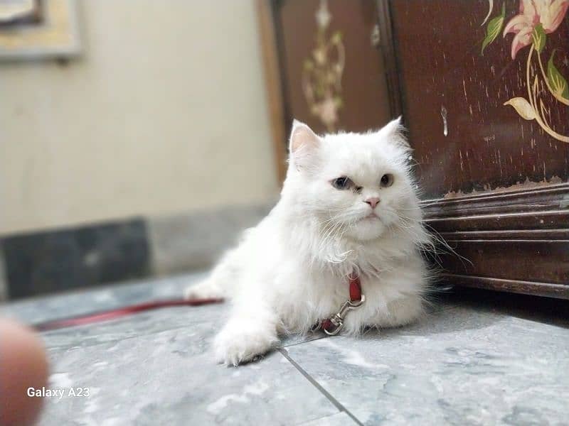 Persian Male Cat for Sale|Cat for Sale|Cat in Lahore 0