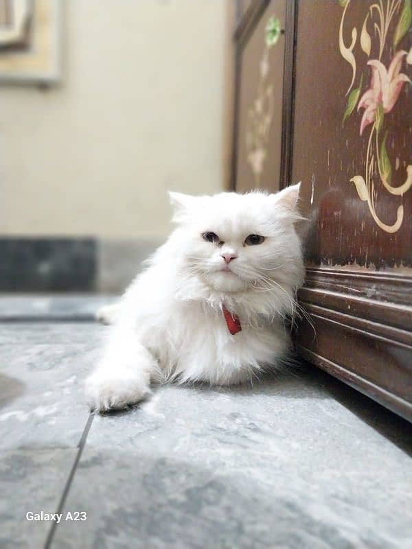 Persian Male Cat for Sale|Cat for Sale|Cat in Lahore 1