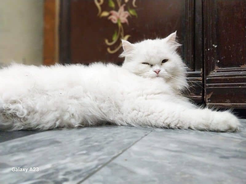 Persian Male Cat for Sale|Cat for Sale|Cat in Lahore 2