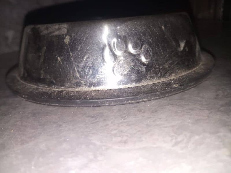 Persian Male Cat for Sale|Cat for Sale|Cat in Lahore 4