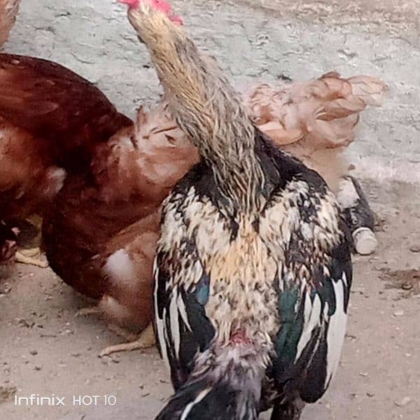 lohman brown hens urgent sale 0