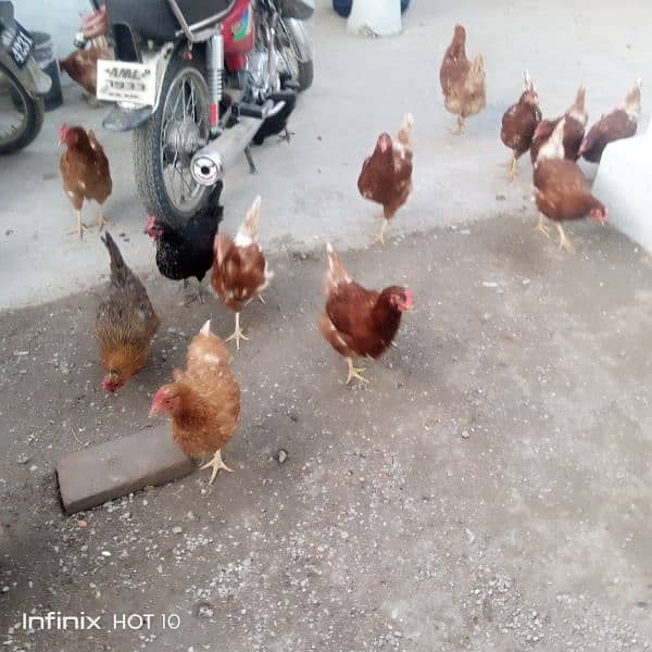 lohman brown hens urgent sale 1