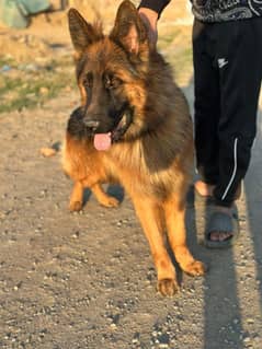 Long coated German female