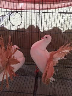 RED tail laka Madi availae