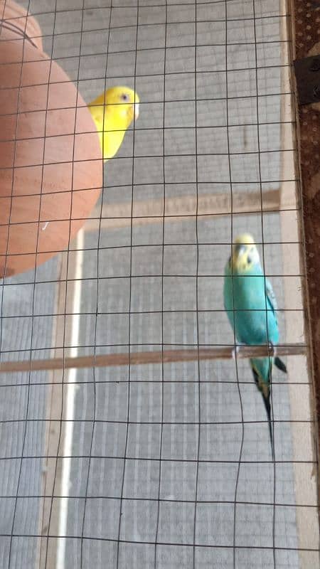 australian . . lover bird. . chainadove. . chiks 1
